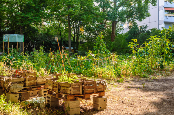 Das Gartenfeld Ende Juli 2015